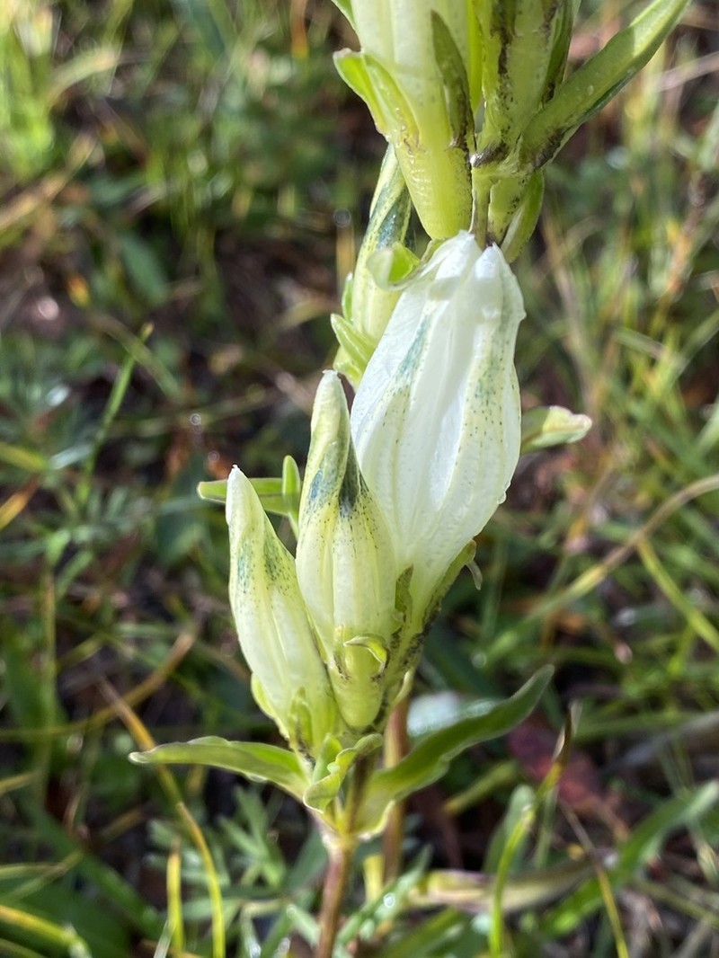 Whitish Gentian photo 7
