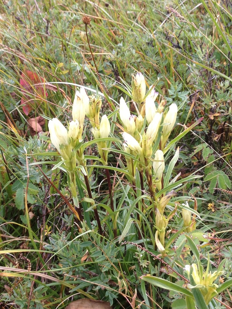 Whitish Gentian photo 8