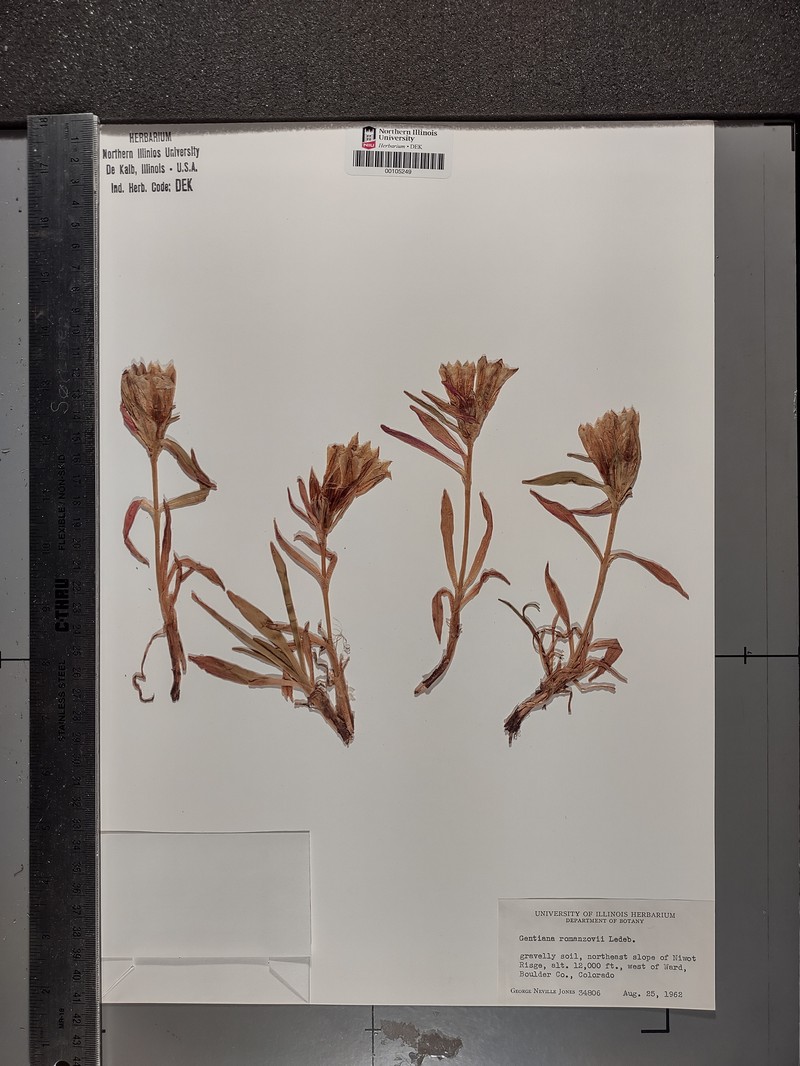 Gentiana algida var. algida