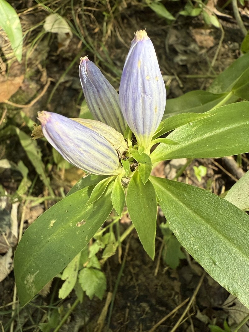 Closed Bottle Gentian