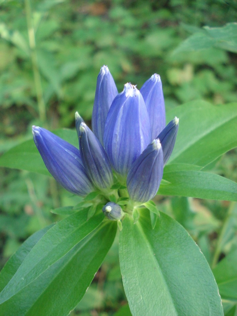Closed Bottle Gentian photo 3