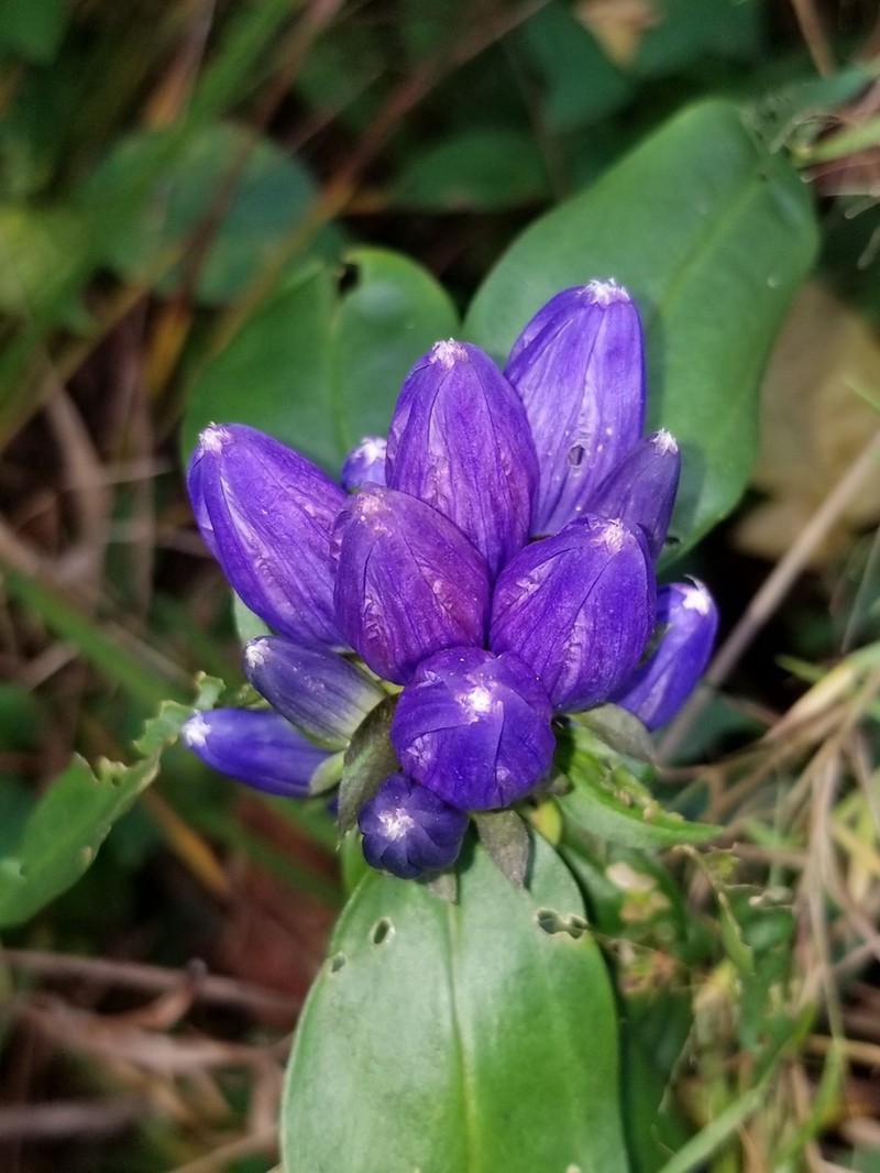 Closed Bottle Gentian photo 4