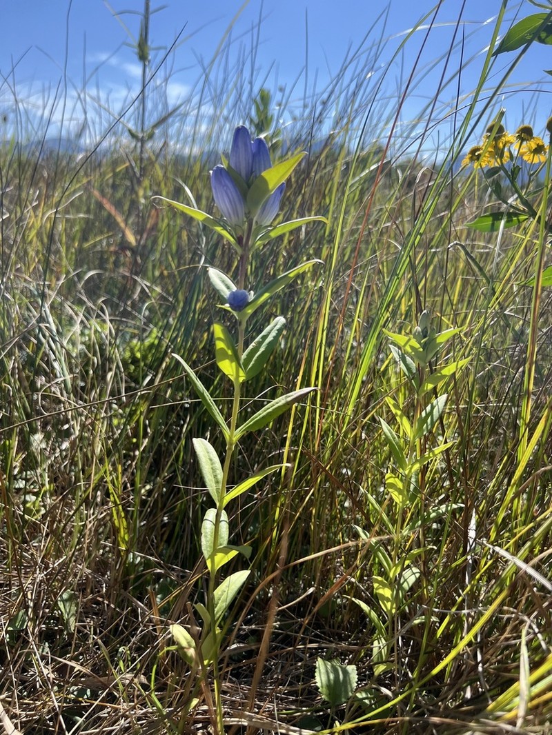 Closed Bottle Gentian photo 5