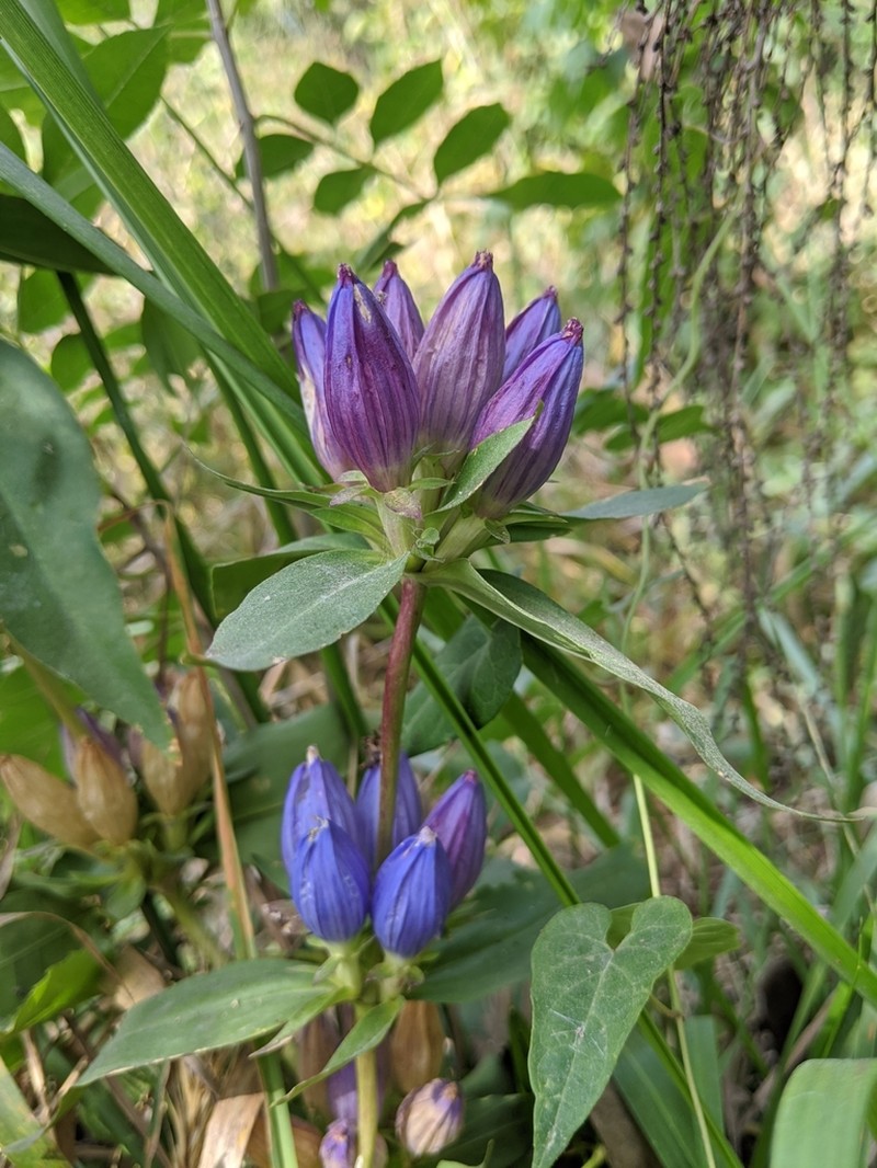 Closed Bottle Gentian photo 6