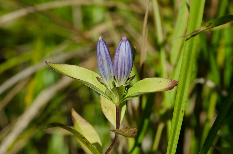 Closed Bottle Gentian photo 7