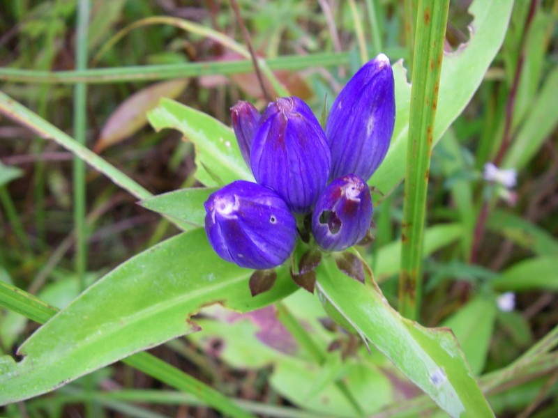 Closed Bottle Gentian photo 8