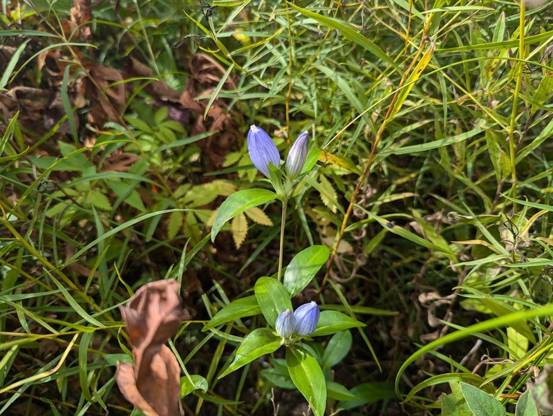 Gentiana andrewsii var. andrewsii