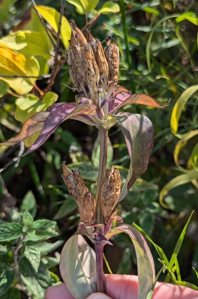 Gentiana andrewsii var. andrewsii photo 2
