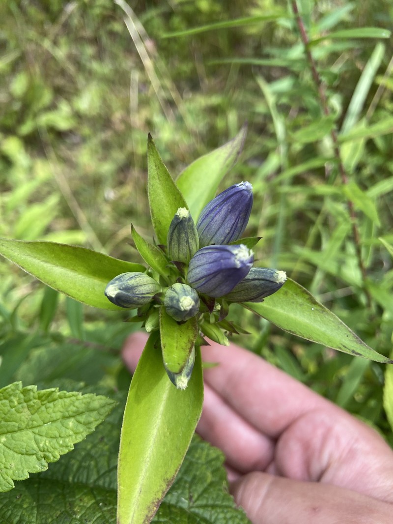 Gentiana andrewsii var. andrewsii photo 3