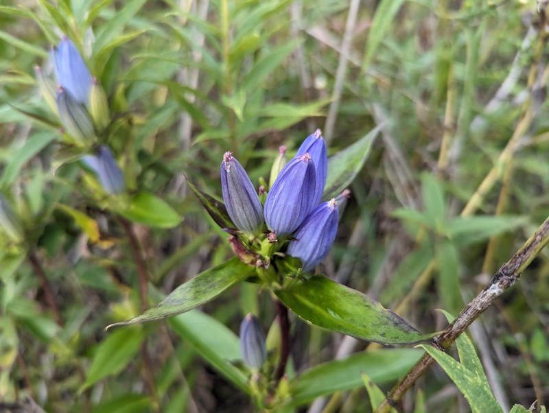 Gentiana andrewsii var. andrewsii photo 4