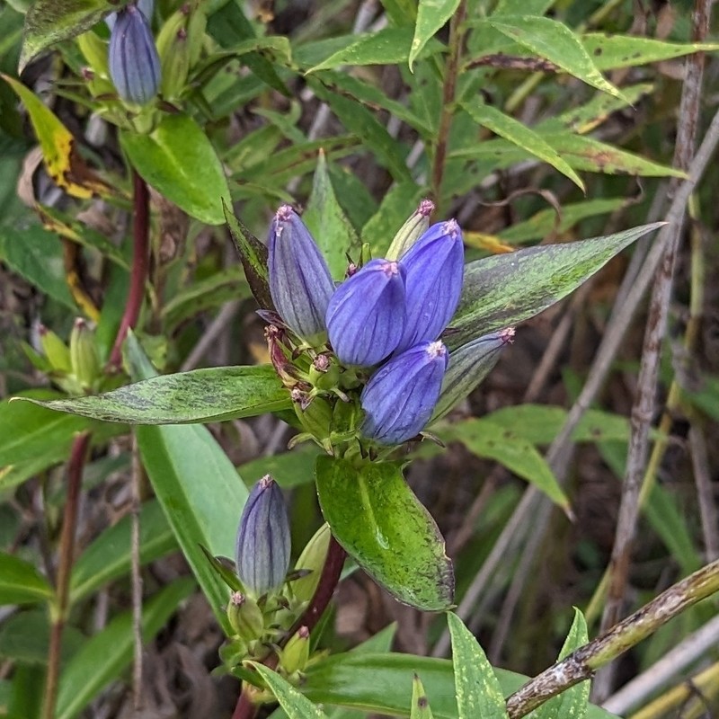 Gentiana andrewsii var. andrewsii photo 5