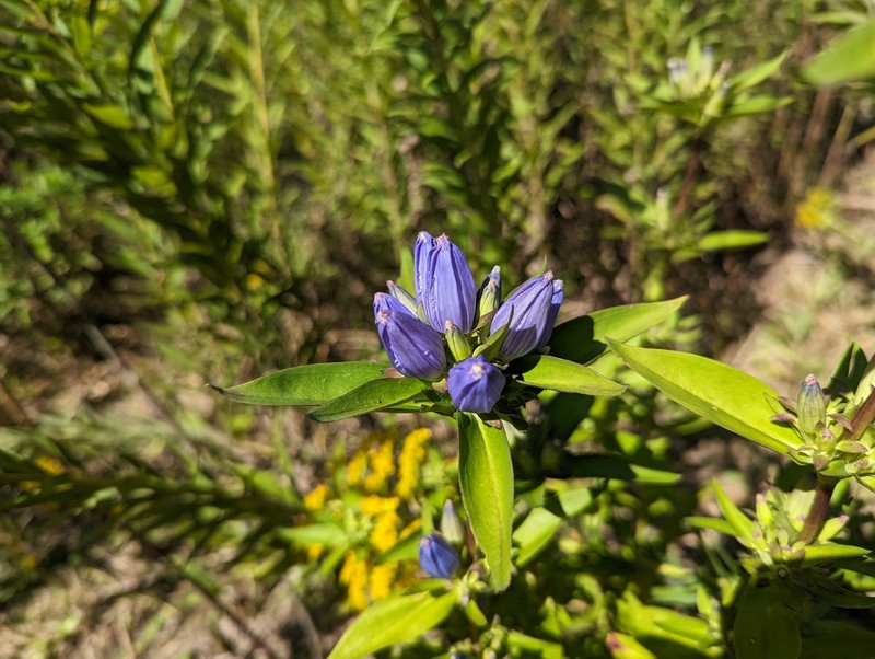 Gentiana andrewsii var. andrewsii photo 6