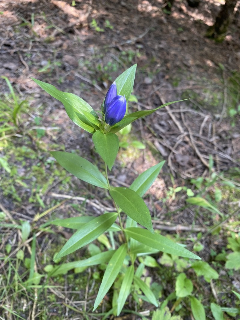 Gentiana andrewsii var. andrewsii photo 7
