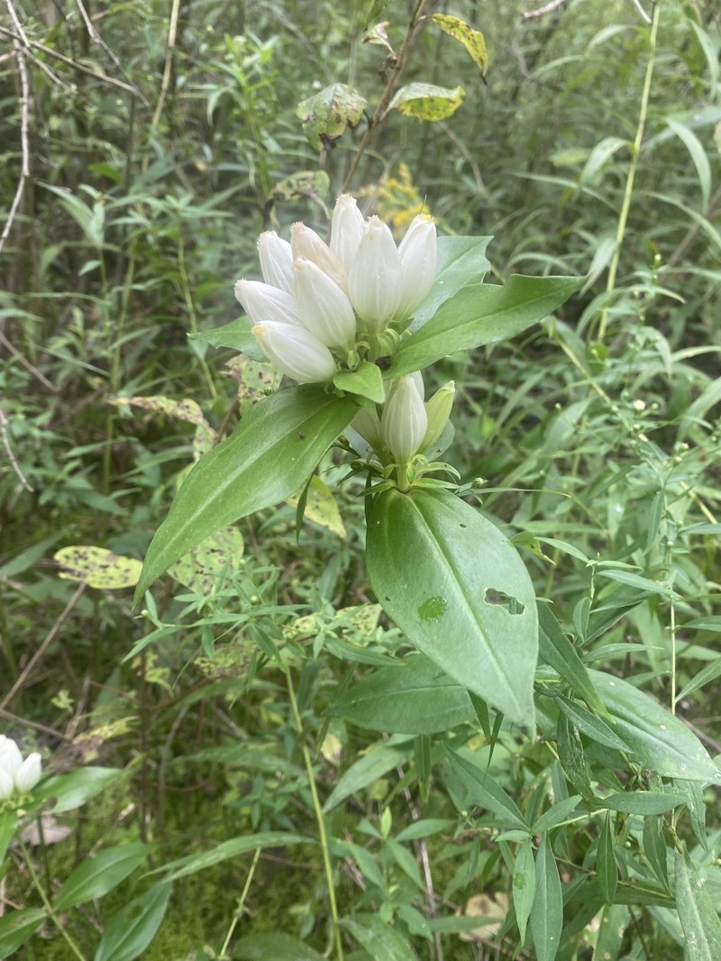 Gentiana andrewsii var. andrewsii photo 8