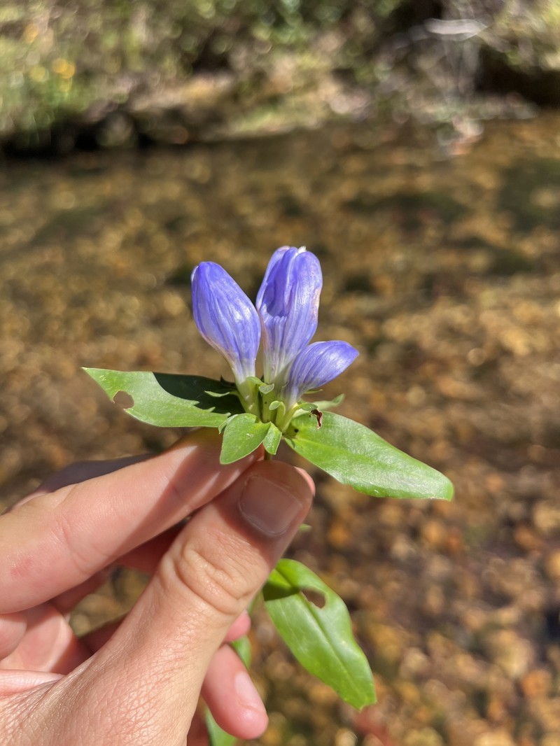 Gentiana andrewsii var. dakotica
