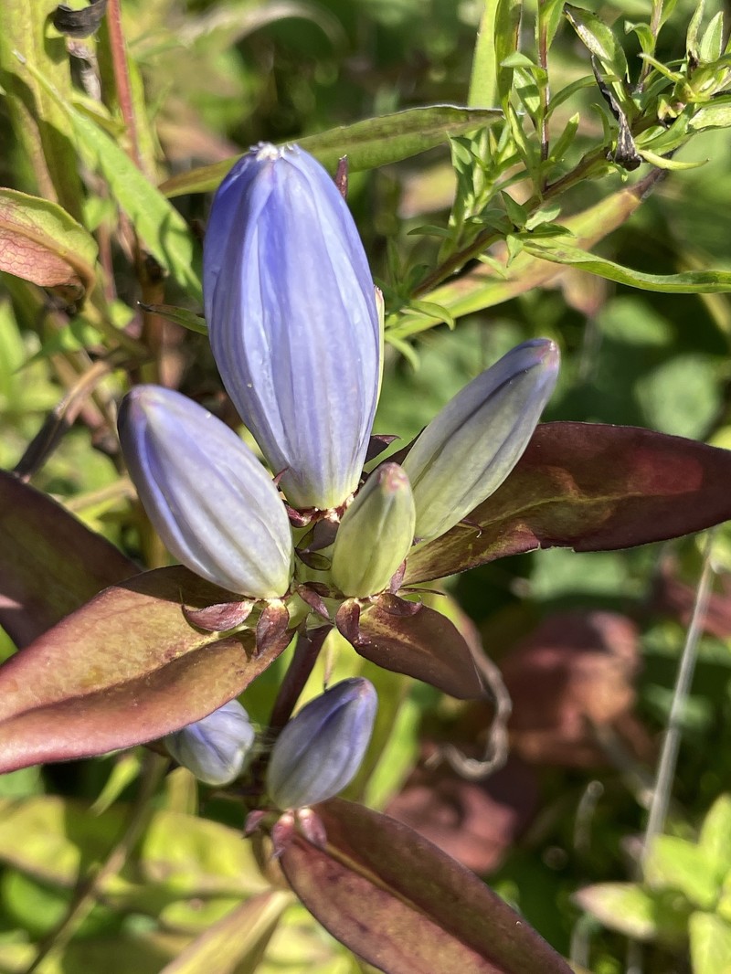 Gentiana andrewsii var. dakotica photo 2