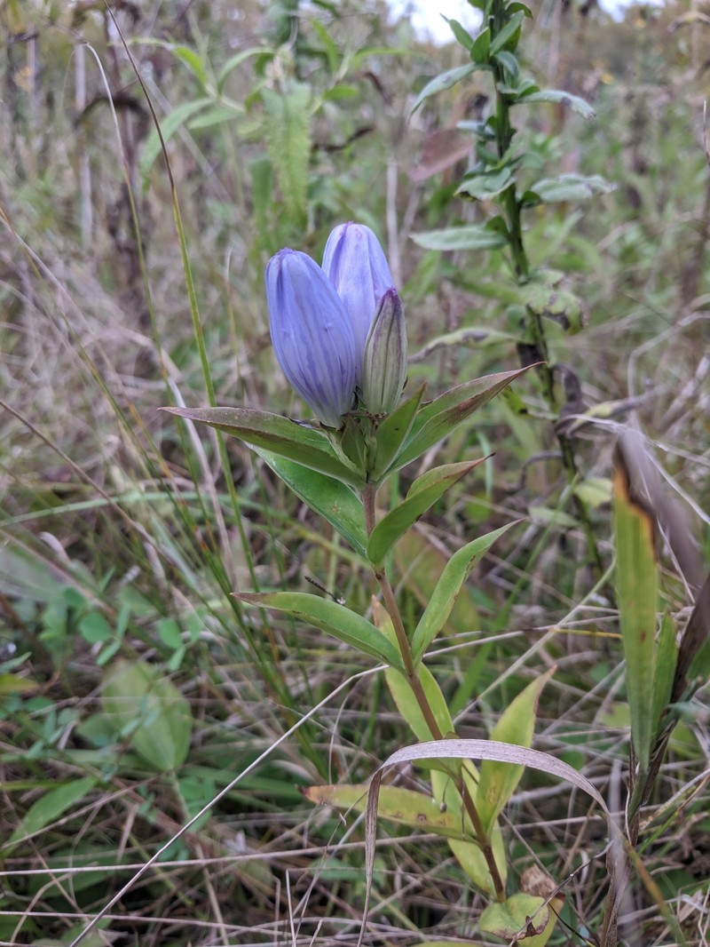 Gentiana andrewsii var. dakotica photo 3