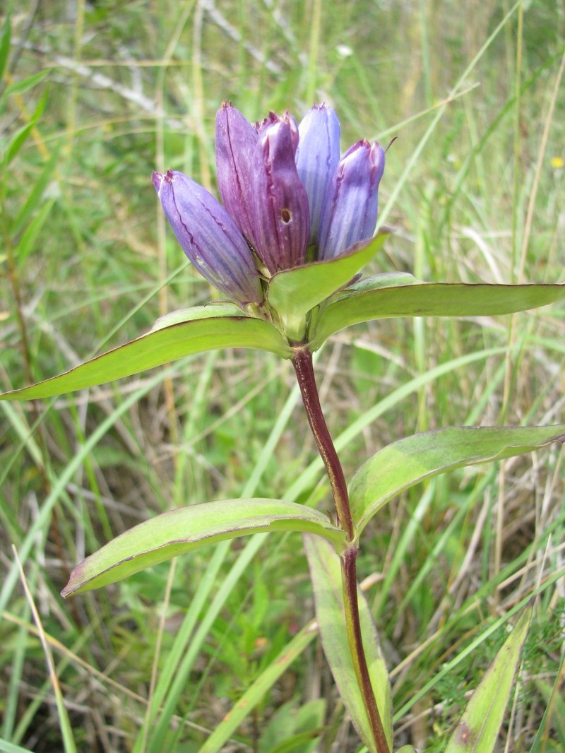Gentiana andrewsii var. dakotica photo 4