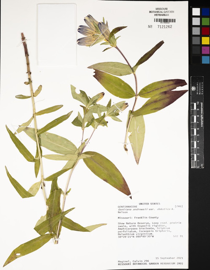 Gentiana andrewsii var. dakotica photo 5