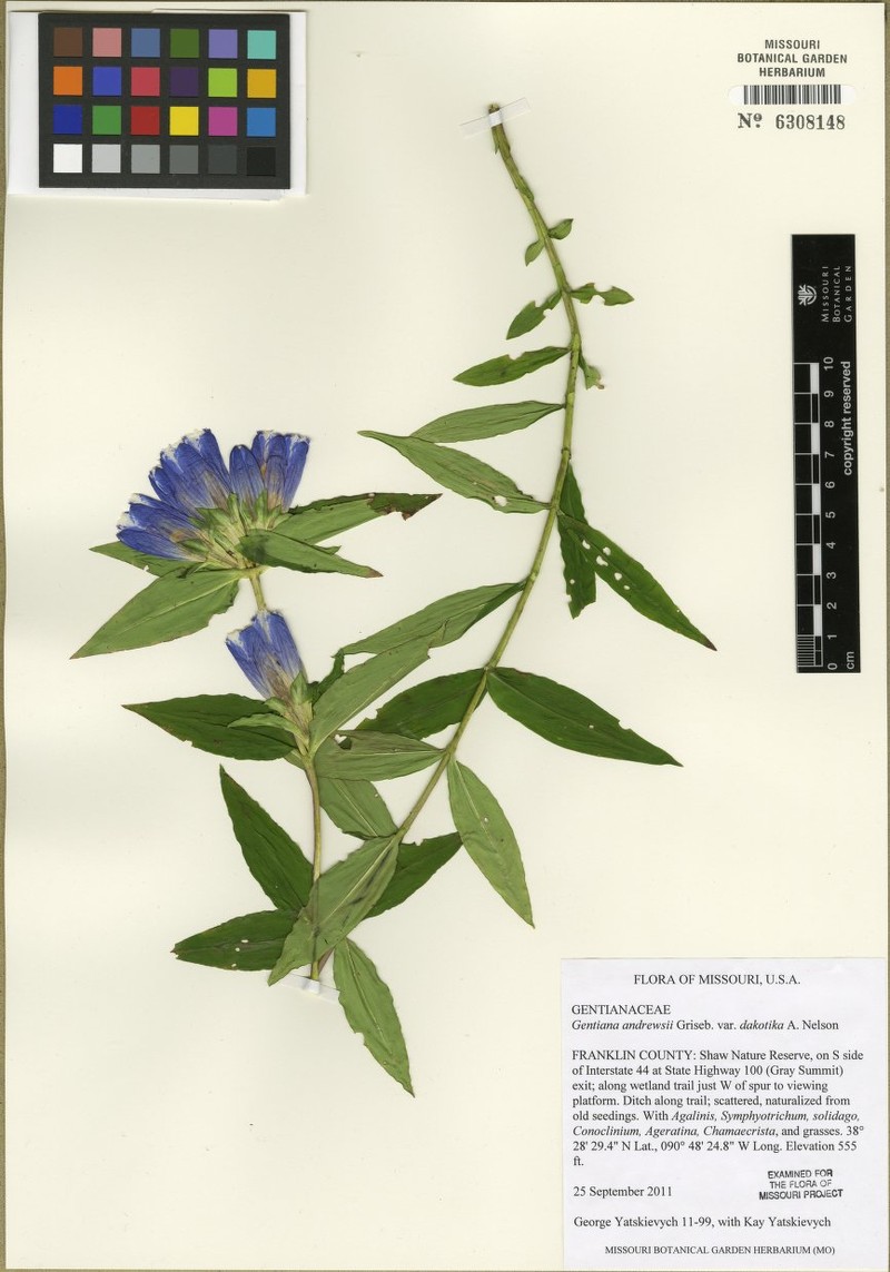 Gentiana andrewsii var. dakotica photo 7