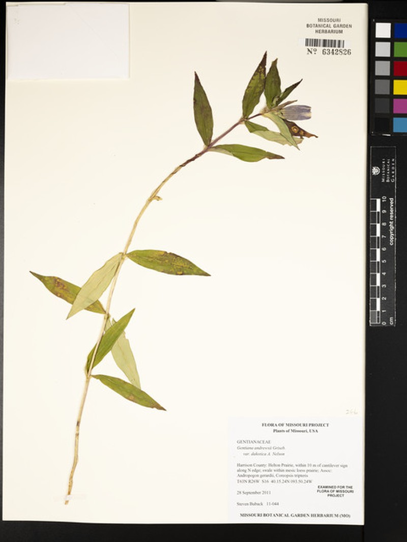 Gentiana andrewsii var. dakotica photo 8