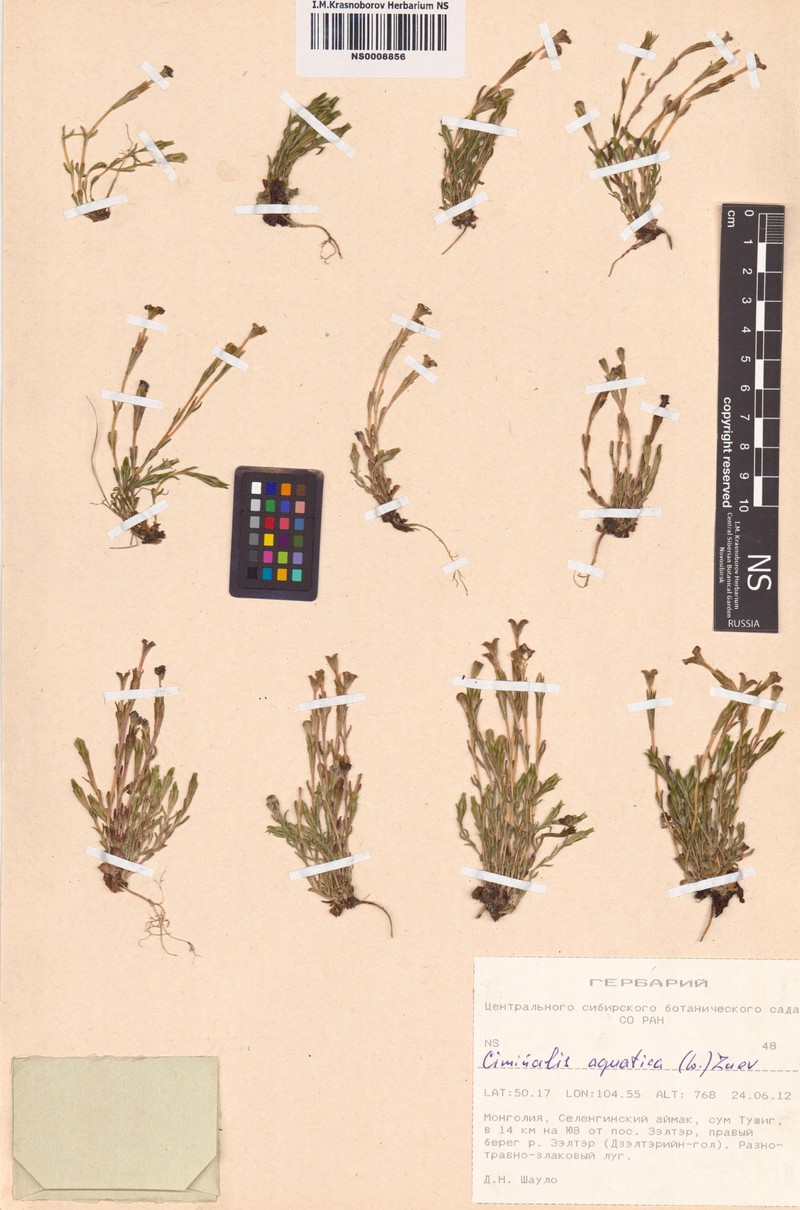 Gentiana aquatica subsp. aquatica