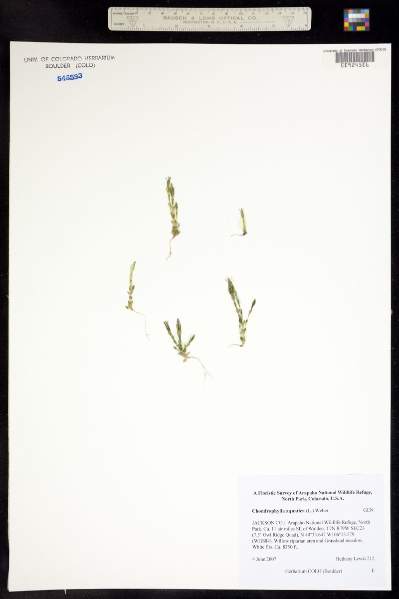 Gentiana aquatica subsp. aquatica photo 2