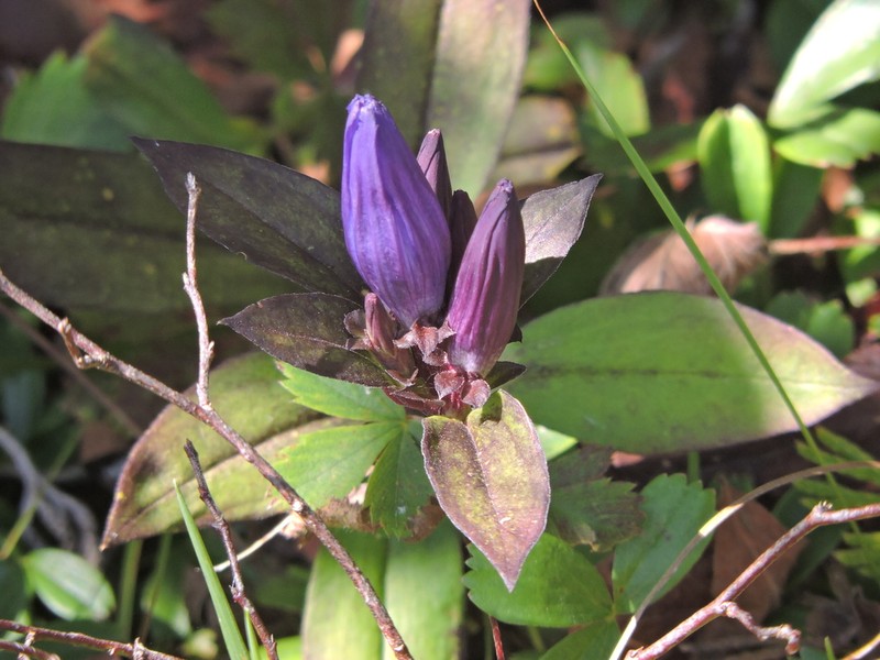 Appalachian Gentian