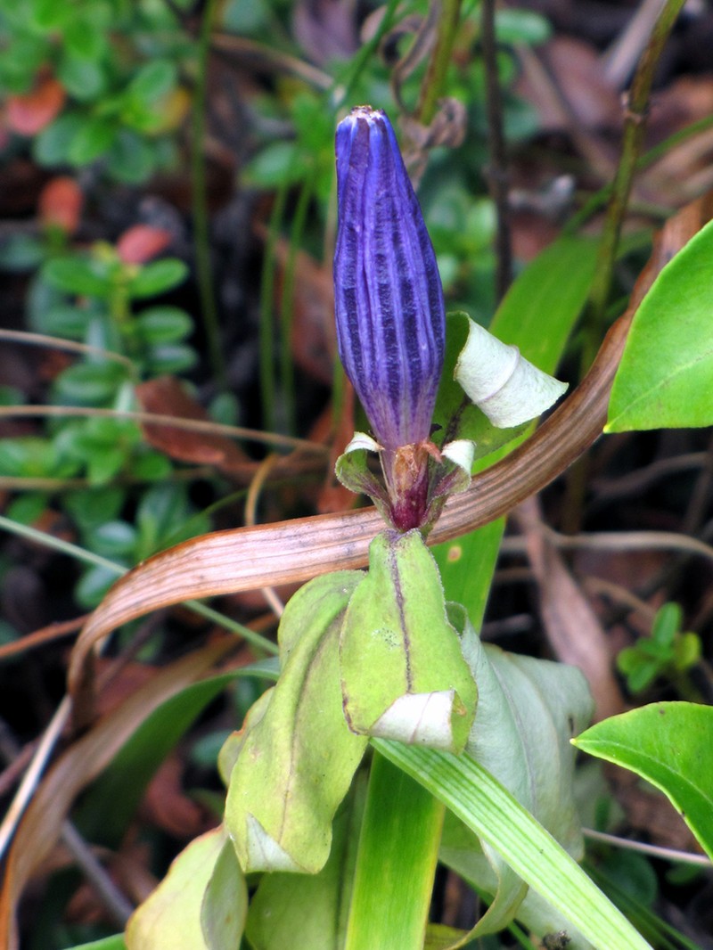 Appalachian Gentian photo 2