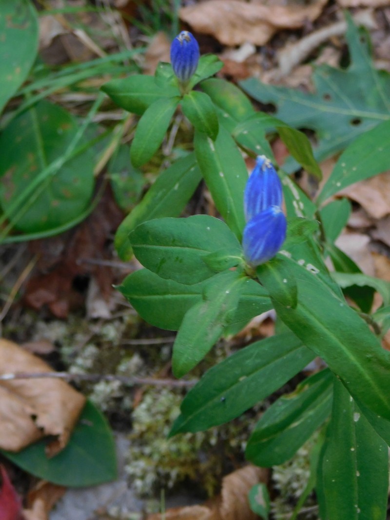Appalachian Gentian photo 3
