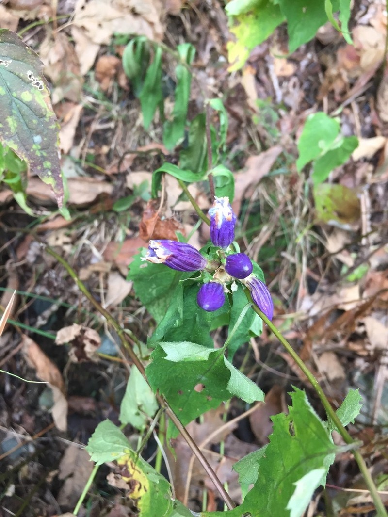 Appalachian Gentian photo 4