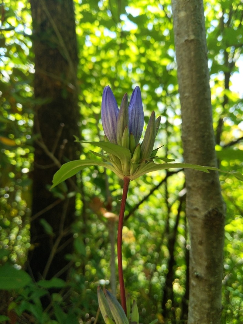 Appalachian Gentian photo 5