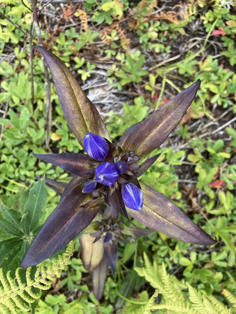 Appalachian Gentian photo 6