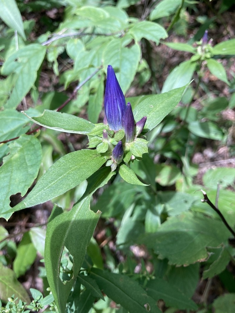 Appalachian Gentian photo 7