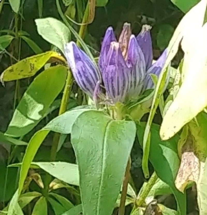 Appalachian Gentian photo 8
