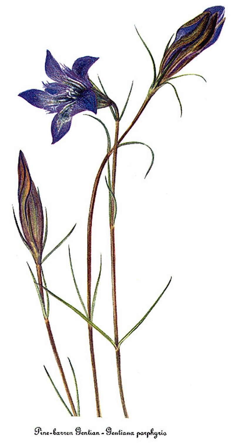 Pine Barren Gentian
