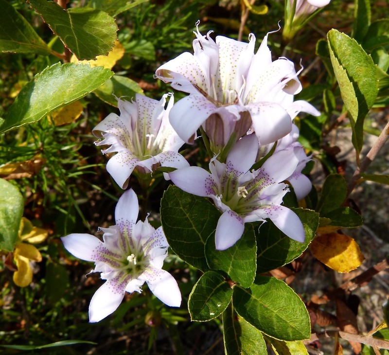 Pine Barren Gentian
