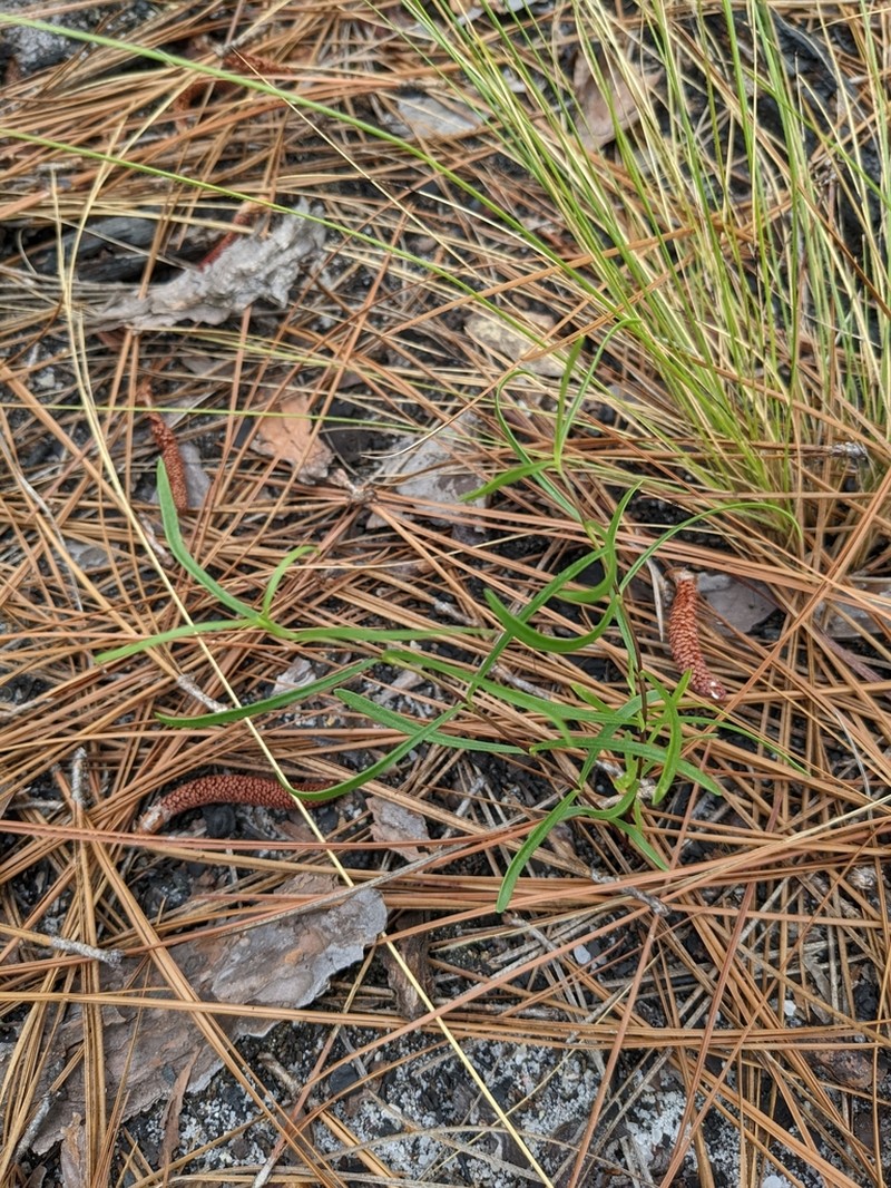 Pine Barren Gentian photo 2