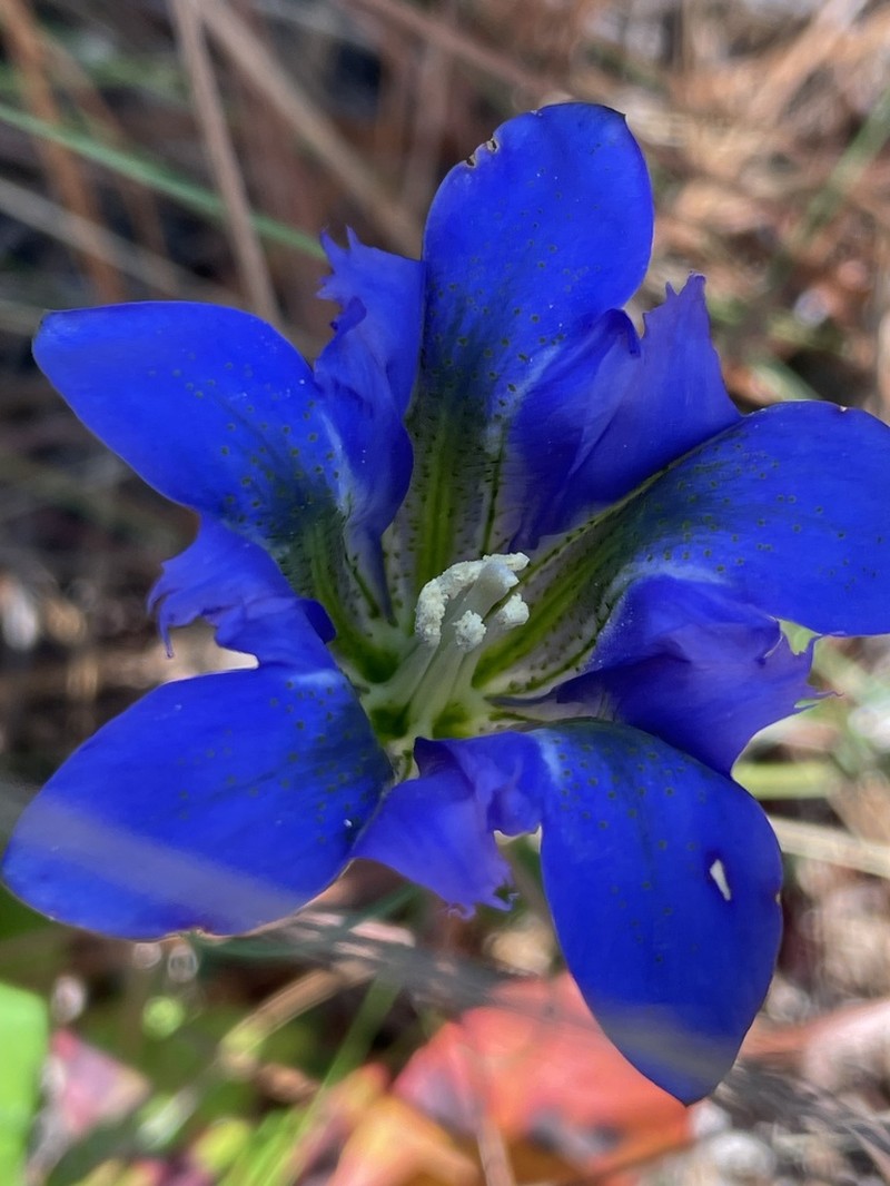 Pine Barren Gentian photo 3