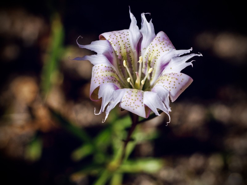 Pine Barren Gentian photo 4