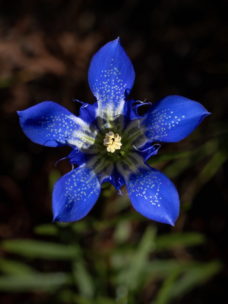 Pine Barren Gentian photo 5