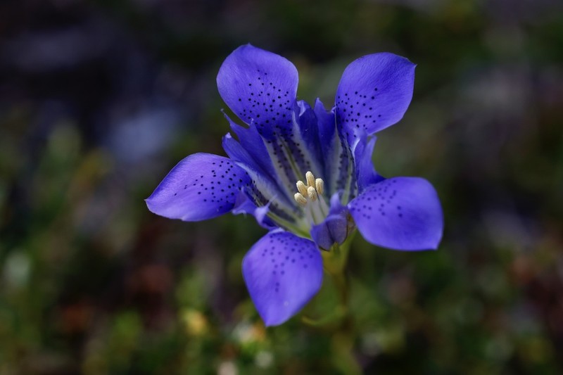 Pine Barren Gentian photo 6