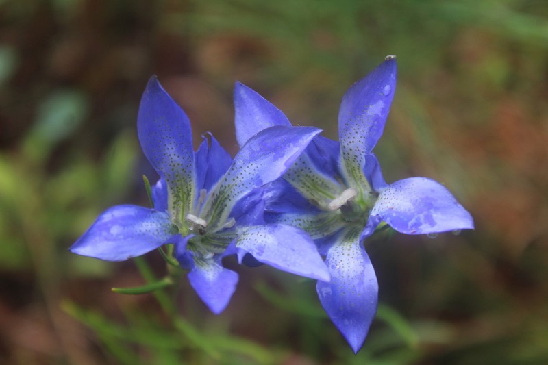 Pine Barren Gentian photo 7