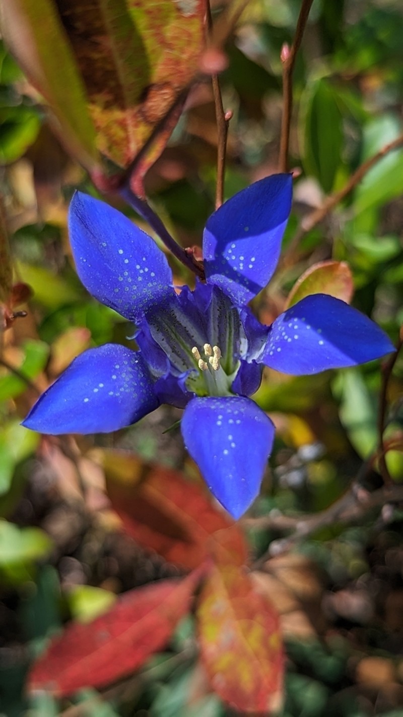 Pine Barren Gentian photo 8