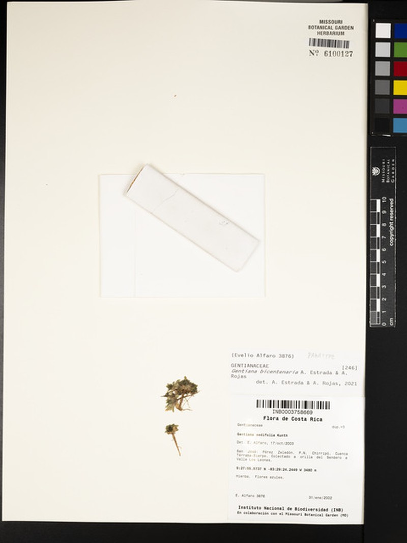 Gentiana bicentenaria