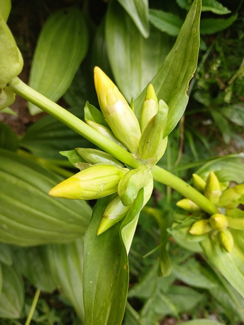 Gentiana burseri subsp. burseri