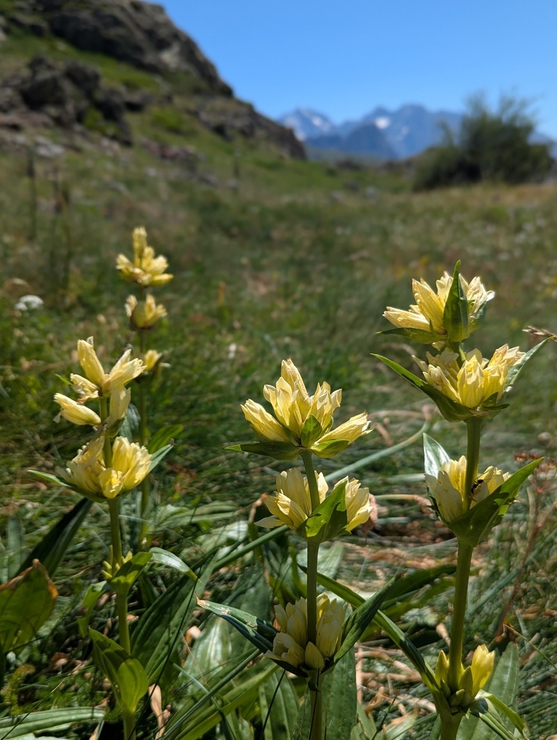 Gentiana burseri subsp. burseri photo 2