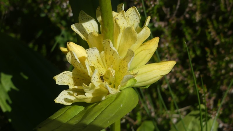 Gentiana burseri subsp. burseri photo 3