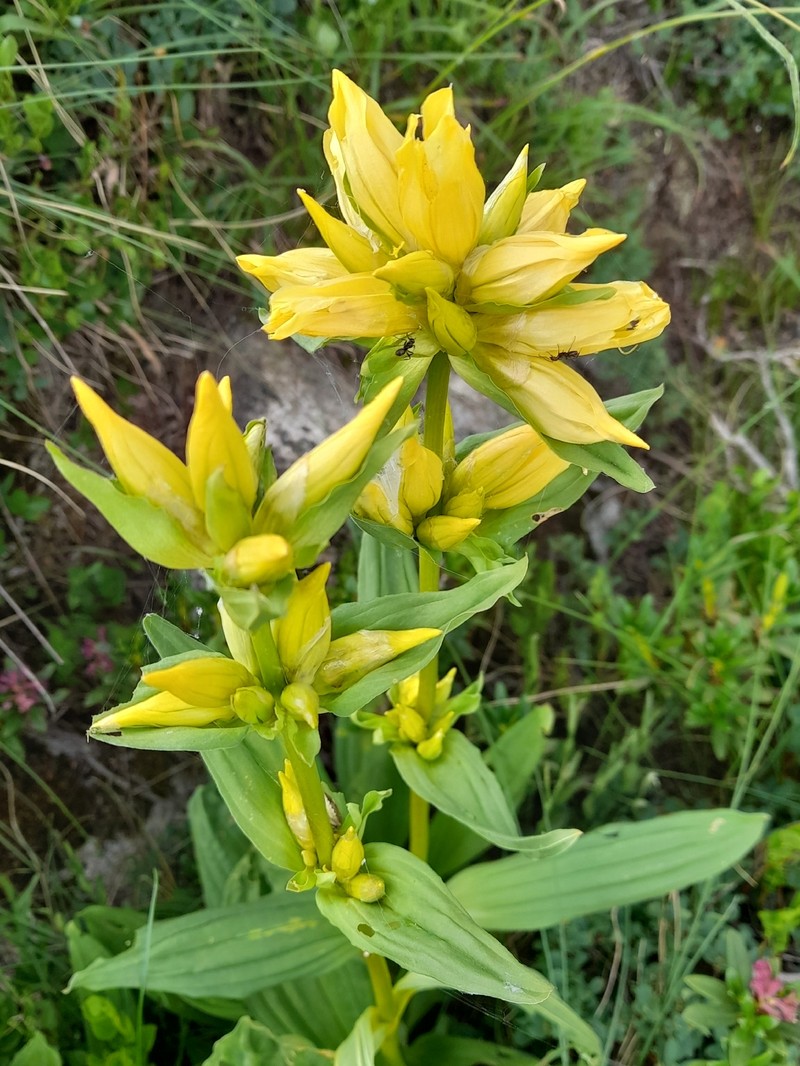 Gentiana burseri subsp. burseri photo 4