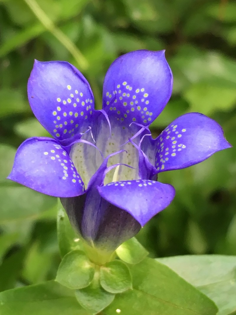 Rainier Pleated Gentian